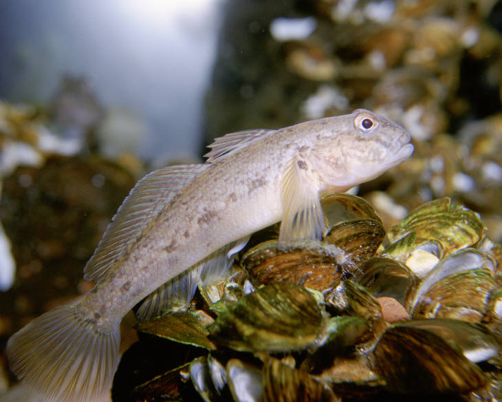 Round Goby.