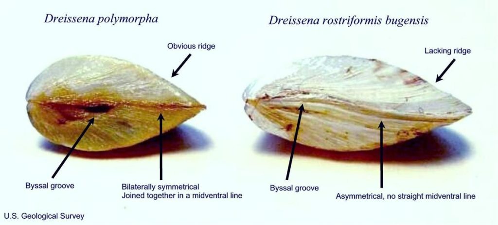 Quagga Mussel, right, and Zebra Mussel, left.